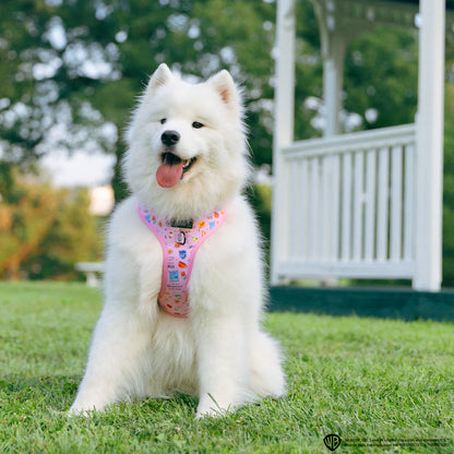 Dog Two Piece Bundle - Gilmore Girls